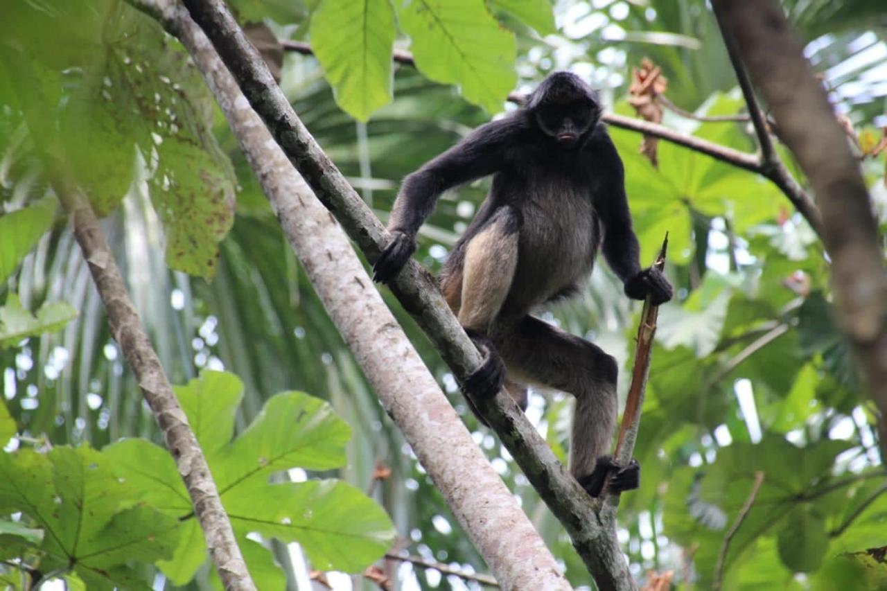 Playa Tortuga Διαμέρισμα Puerto Misahuallí Εξωτερικό φωτογραφία